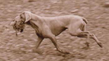 runningkes